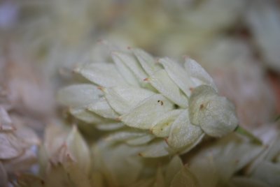 Ostrya carpinifolia - habrovec habrolistý - zrající plod detail